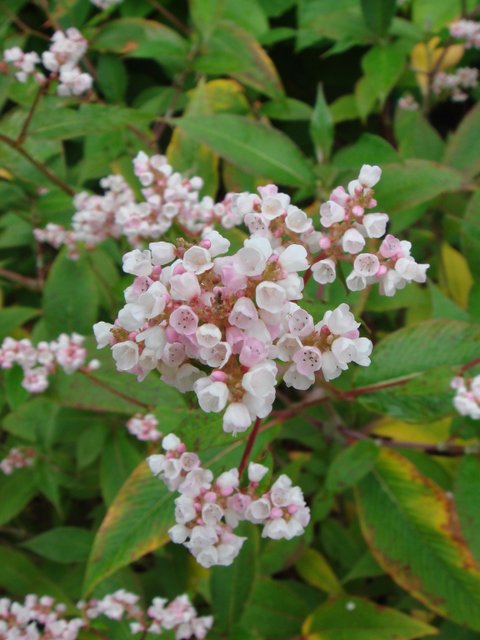 Polygonum campanulatum fleur